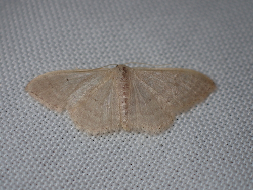 Idaea distinctaria