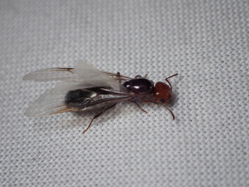Mediterranean Acrobat Ant