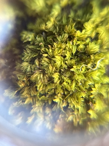 Fissidens megalotis, 2026-10-04