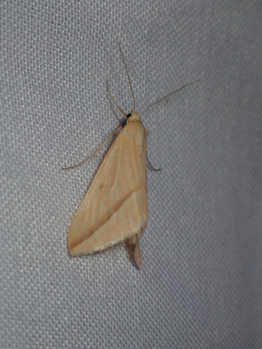 Vestal