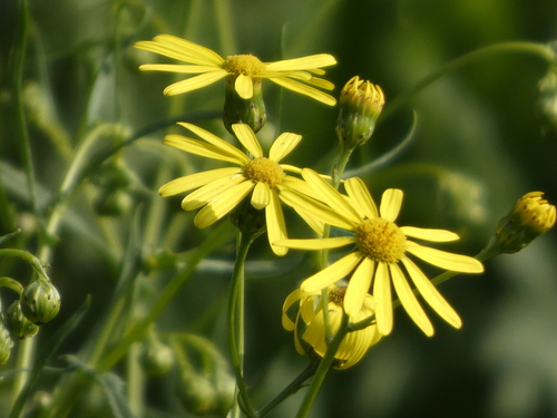 Narrow-leaved Ragwort