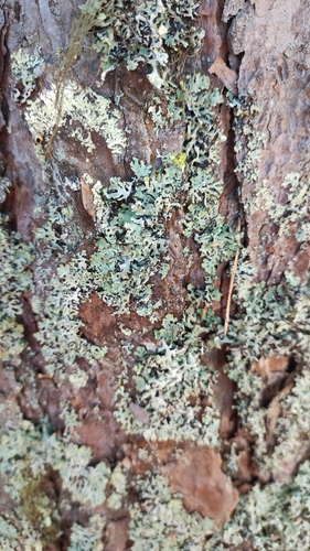 Hooded Tube Lichen