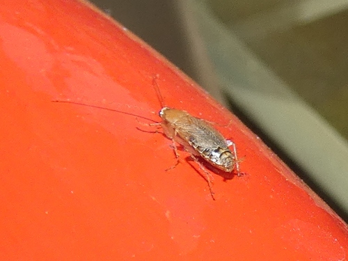 Variable Cockroach