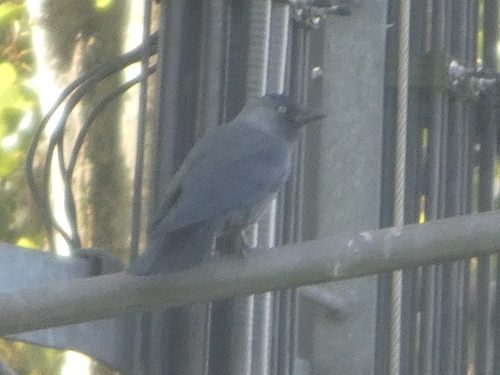 Eurasian Jackdaw