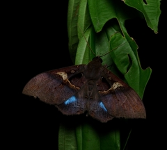 Ischyja manlioides