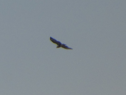 Common Buzzard