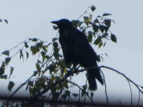 Carrion Crow