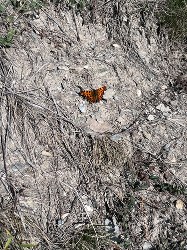 European Comma