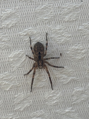 Mediterranean Spiny False Wolf Spider