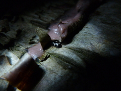 Glischrochilus quadriguttatus