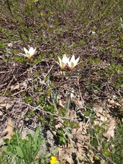 Tulipa clusiana