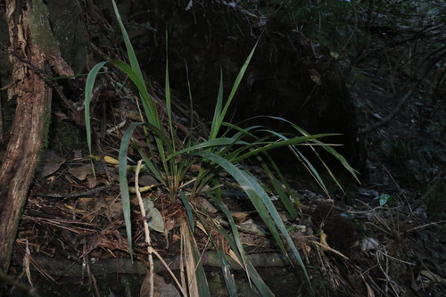 Ehrharta diplax observed 2026-10-04