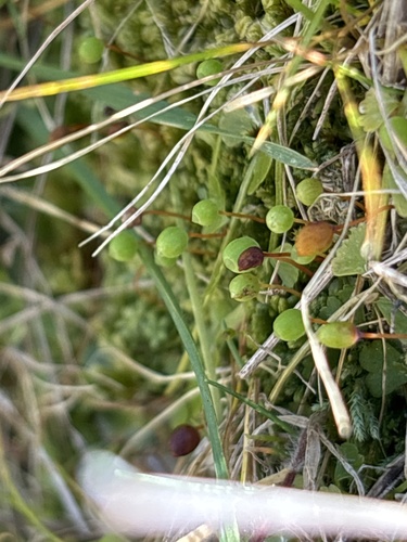 Philonotis scabrifolia observed 2026-10-04