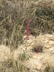 Penstemon parryi