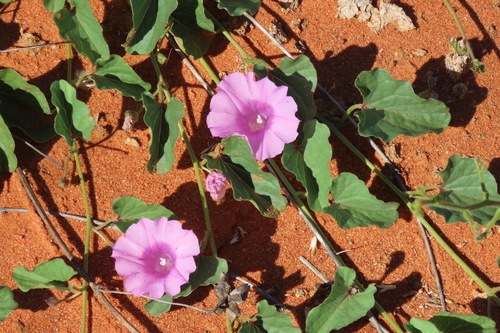 Ipomoea muelleri observed 2026-09-15