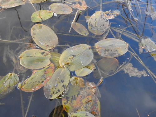 floating-leaved pondweed