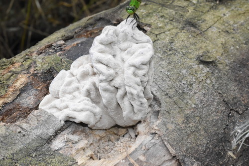 Xylaria poitei