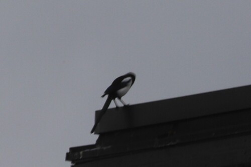 Eurasian Magpie