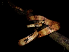 Boiga cynodon