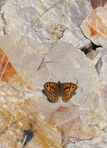 Wall Brown