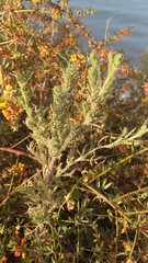 Deinandra increscens