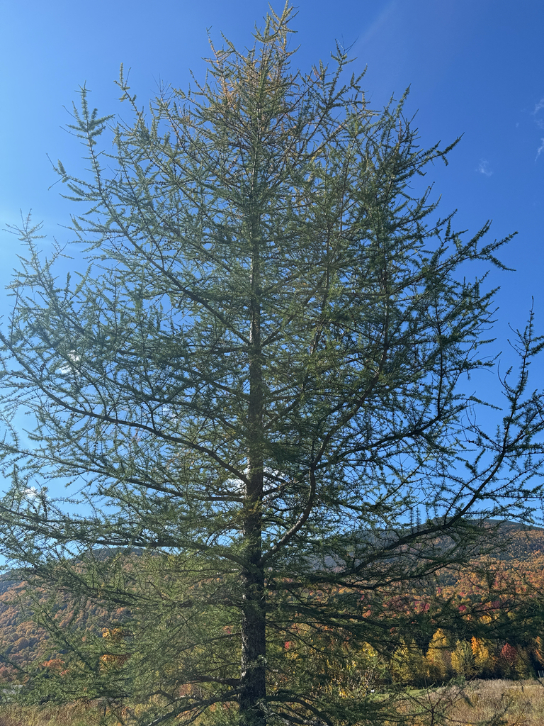 A tamarack still green in the foreground, with mountain slopes behind turning orange, red and yellow.