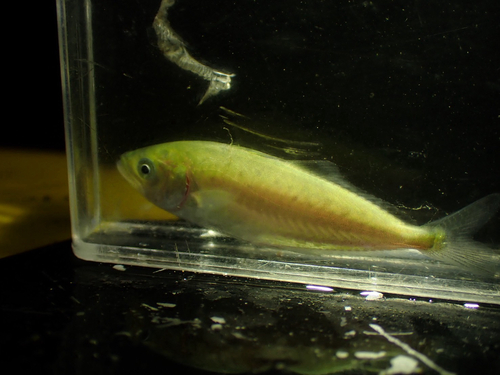 Scomberoides lysan observed 2026-09-22