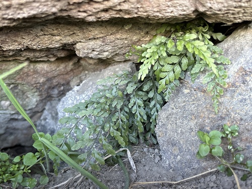 Asplenium hookerianum observed 2026-10-04
