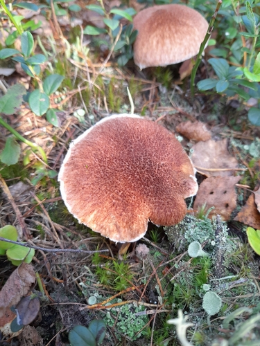 Hollow Bolete