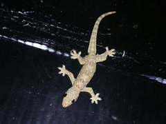Hemidactylus platyurus