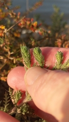 Deinandra increscens