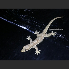 Hemidactylus platyurus