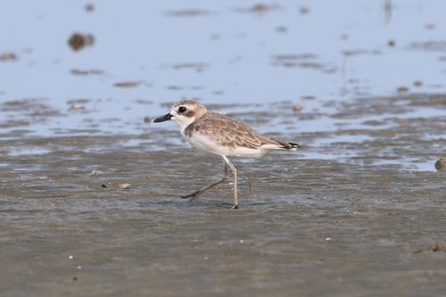Greater Sand-Plover