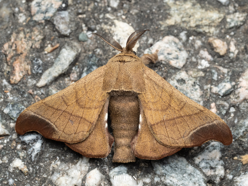 Wild Silkmoth