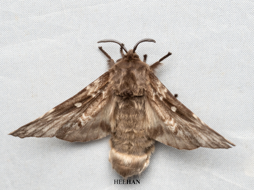 Pyrosis eximia