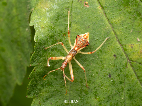 Epidaus tuberosus