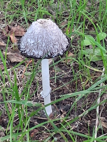 Shaggy Mane