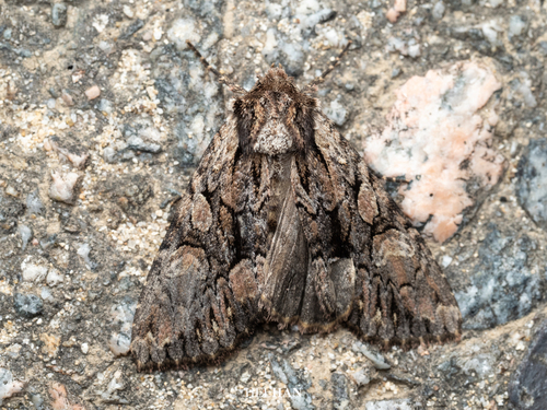 Mniotype melanodonta