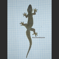 Hemidactylus platyurus
