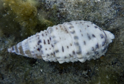 Rhinoclavis sinensis observed 2026-09-22