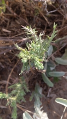 Deinandra increscens