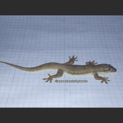 Hemidactylus platyurus