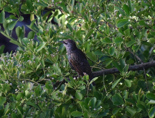 European Starling