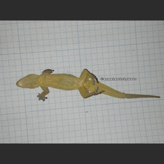 Hemidactylus platyurus