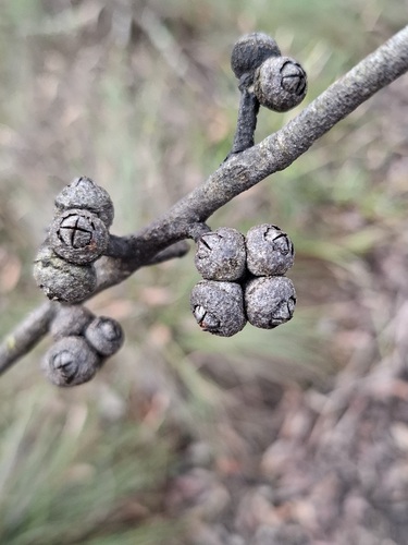 Eucalyptus blaxlandii observed 2026-10-03