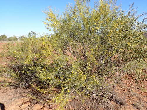 Senna circinnata observed 2026-09-19