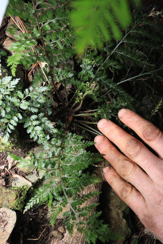 Asplenium hookerianum observed 2026-10-04