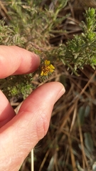 Deinandra increscens