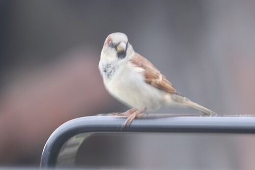 House Sparrow