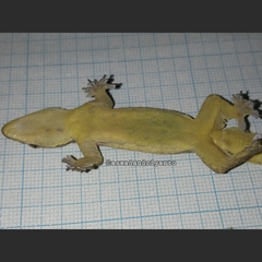 Hemidactylus platyurus